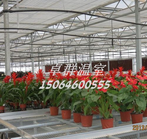山东省潍寿光市纹络玻璃温室