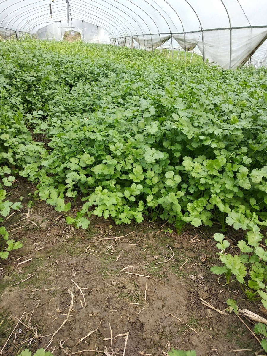 露天、大棚温室种植方法有哪些？