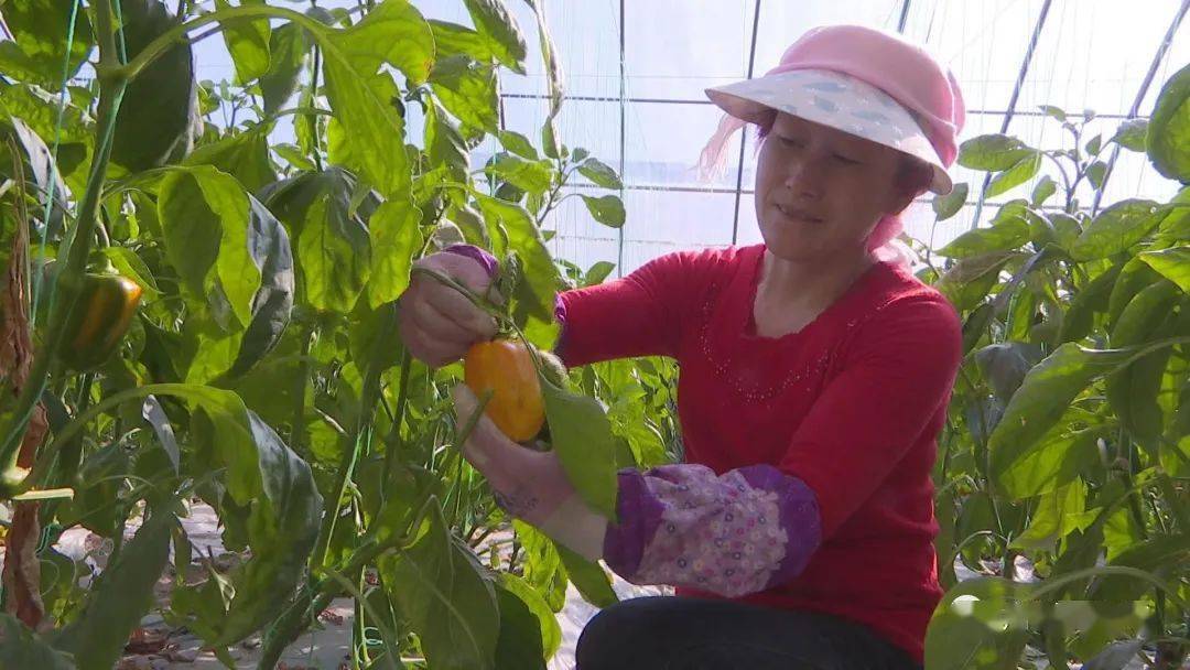  温室大棚彩椒如何增色?  