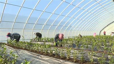 温室大棚彩椒种植后再培土可行吗?