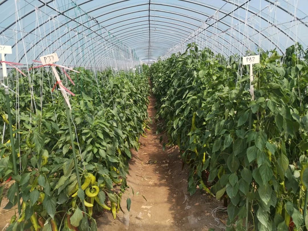 大棚温室种植辣椒，提前防备病虫害，为辣椒生长提供优质环境