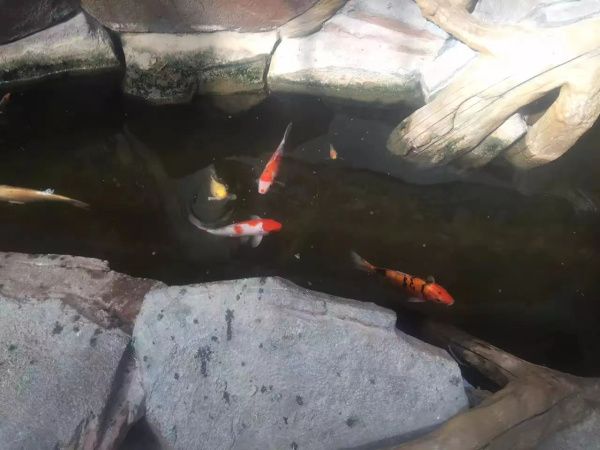 生态餐厅温室